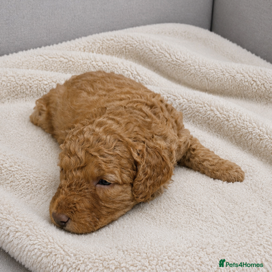 Cockapoo dogs for sale: Rare cockapoo pups with mix blue eyes colour  in Wolverhampton - Advert 7