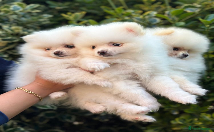 Pomeranian dogs - Advert 6