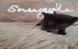 British Shorthair cats for sale: Kittens - Image 10