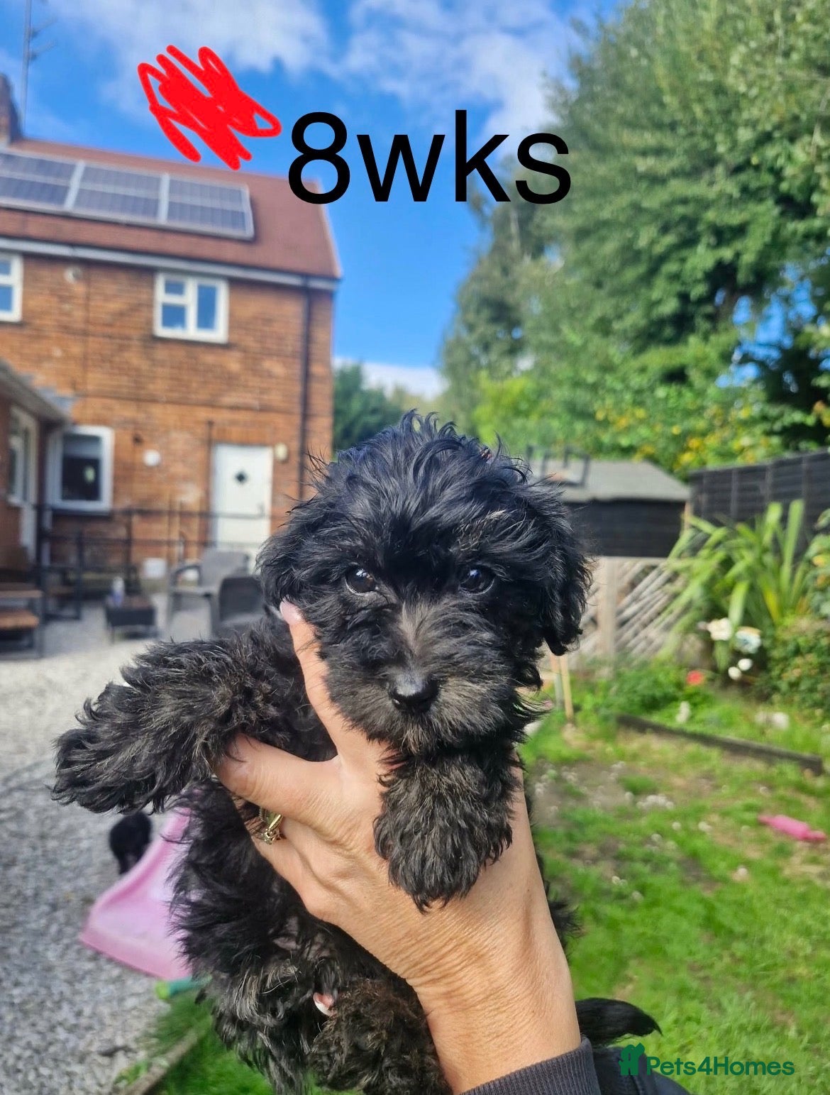 Westiepoo dogs READY TO LEAVE NOW. gorgeous Westiepoo girls  - Advert 1