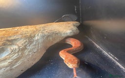 Corn Snake reptiles for sale: Corn Snake  - Image 2