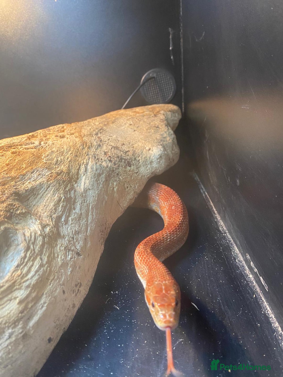 Corn Snake reptiles for sale: Corn Snake  - Image 2