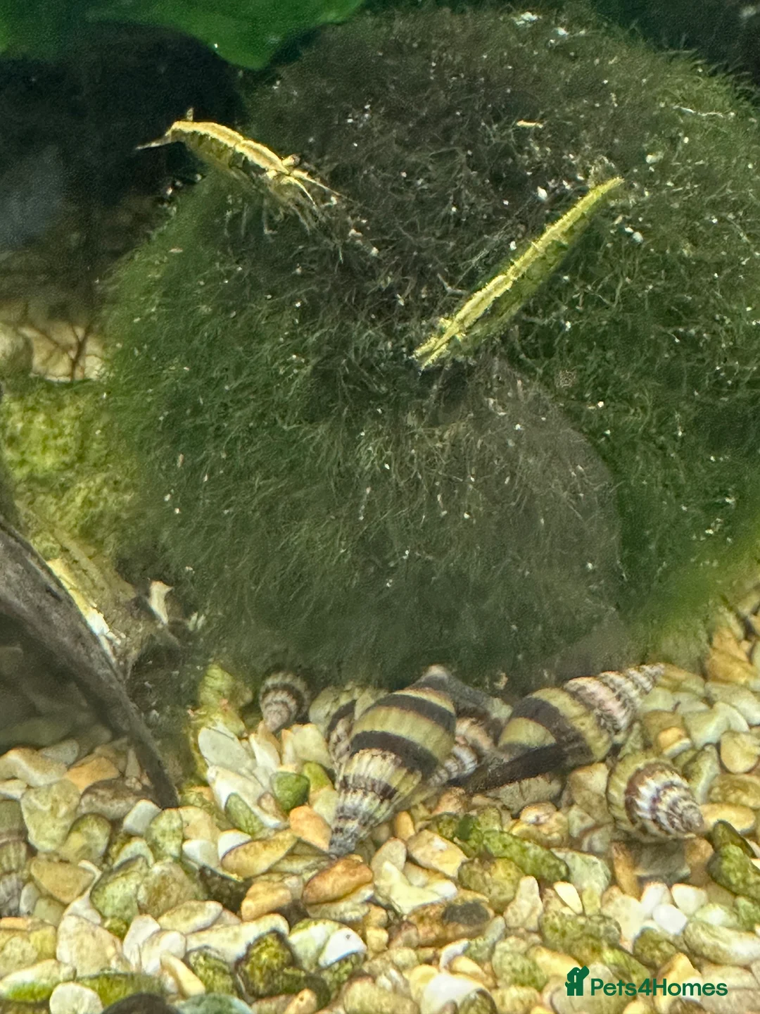 Snails fish for sale: Assasin Snails £1.50 each  - Advert 3