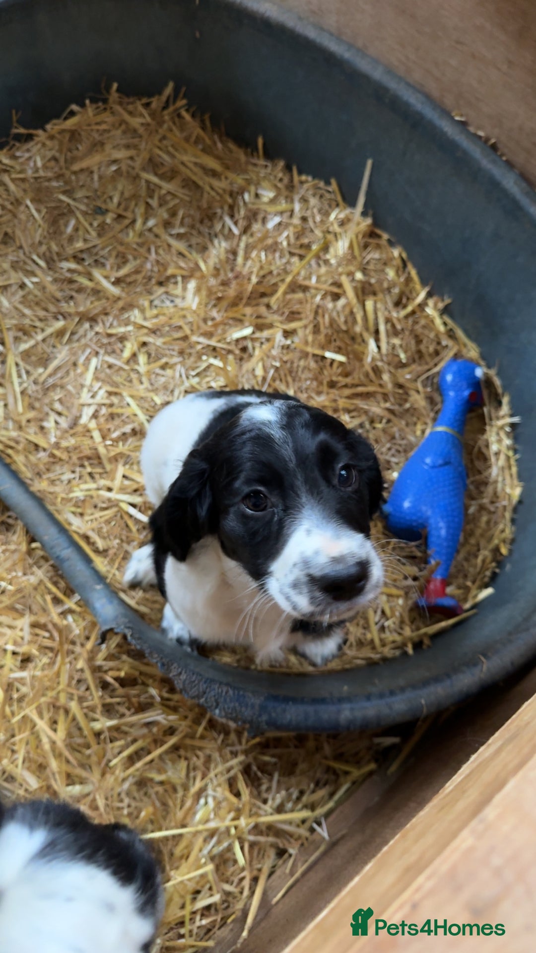 Sprocker dogs for sale: 2 sprockers available  - Advert 15