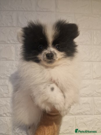 Pomeranian dogs Re-Available - Ready to go now - Advert 9