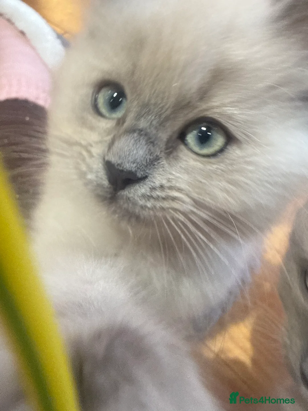 Ragdoll cats for sale: Fully vaccinated, vet checked V cuddly Ragdoll boy - Advert 5