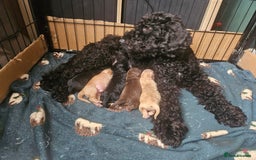 Cockapoo dogs for sale: F2 Cockapoo Puppies  - Image 6
