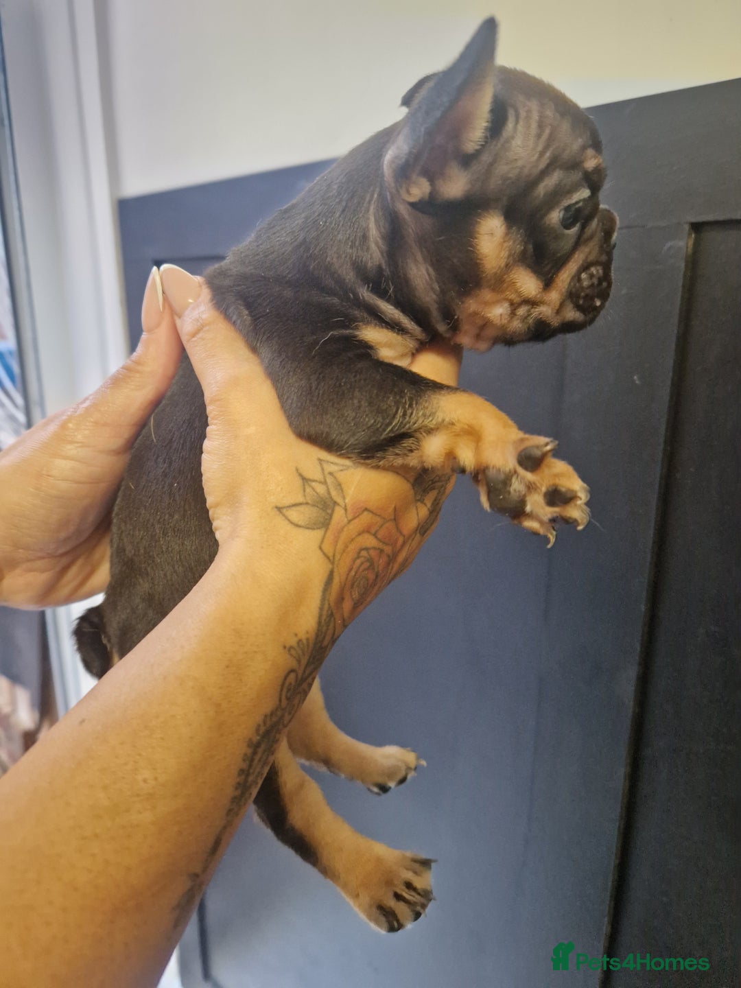 French Bulldog dogs for sale: Exotic French bulldog  - Advert 7