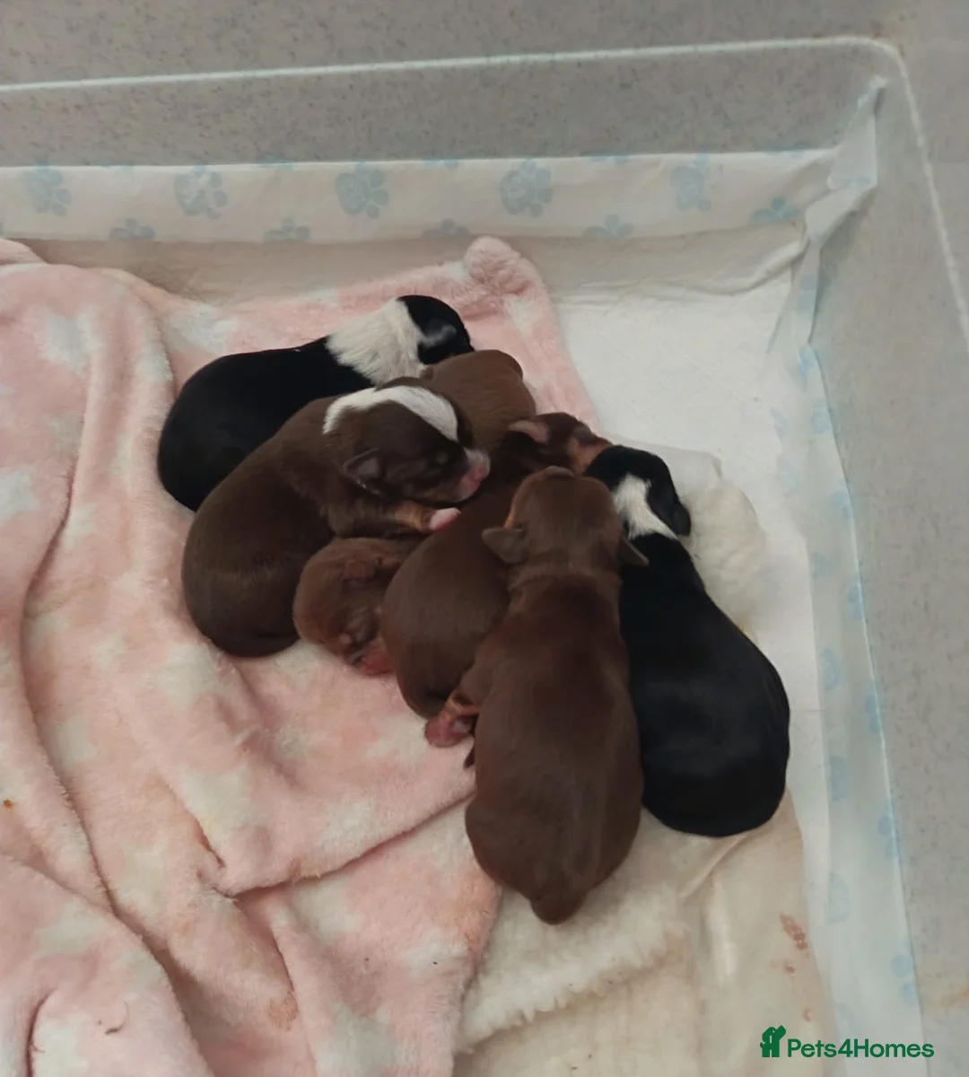 Chorkie dogs for sale: Beautiful litter of chorki's  - Advert 3