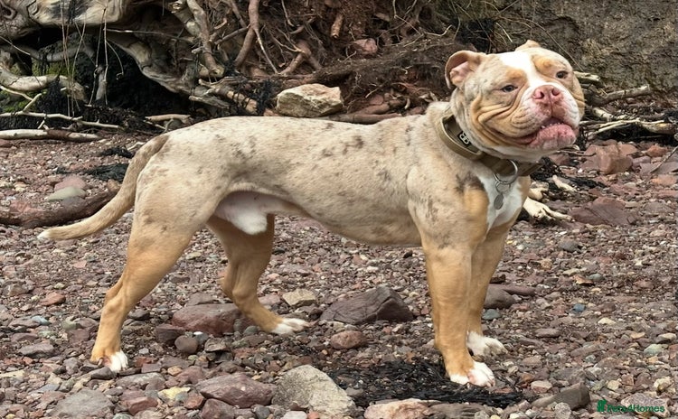 Olde English Bulldogge dogs - Advert 1