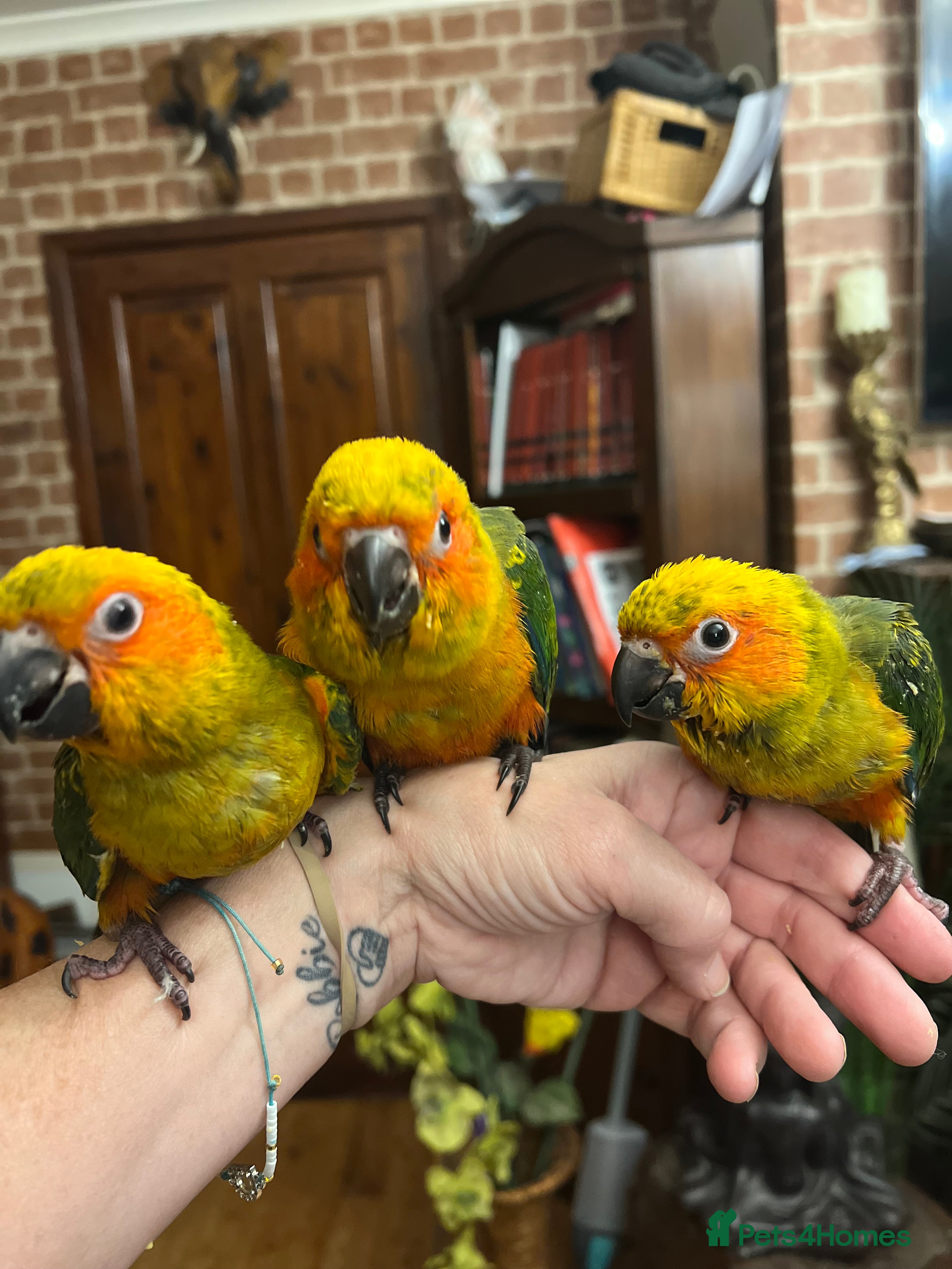 Conures birds Handreared baby sun conures - Advert 1