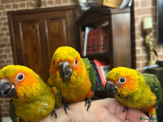 Conures birds Handreared baby sun conures - Advert 1