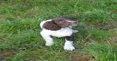 English Springer Spaniel dogs Gorgeous English Springer Spaniel Puppies  - Advert 4