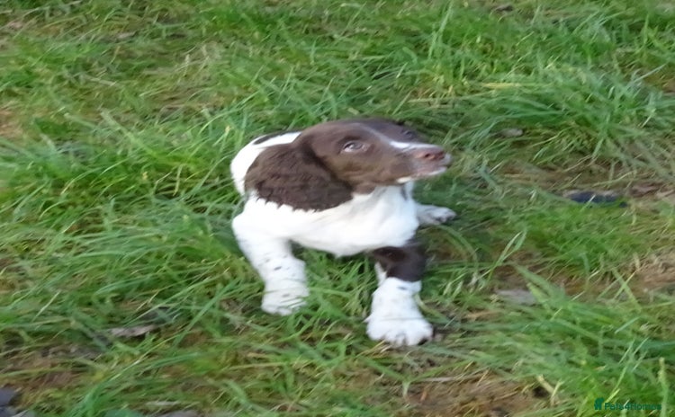 English Springer Spaniel dogs Gorgeous English Springer Spaniel Puppies  - Advert 5