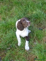 English Springer Spaniel dogs Gorgeous English Springer Spaniel Puppies - Advert 4