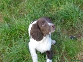 English Springer Spaniel dogs Gorgeous English Springer Spaniel Puppies - Advert 2