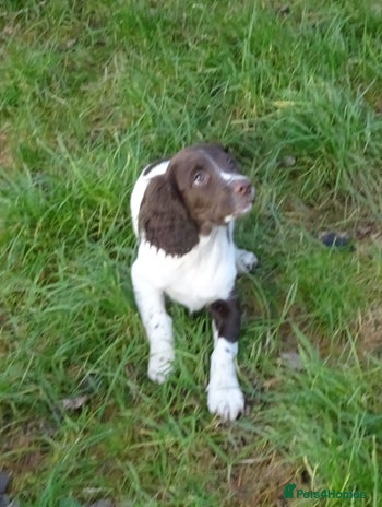 English Springer Spaniel dogs Gorgeous English Springer Spaniel Puppies - Advert 8