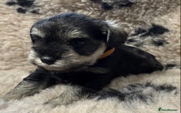 Miniature Schnauzer dogs for sale: Beautiful miniature schnauzers pups - Image 18