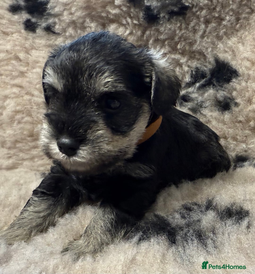 Miniature Schnauzer dogs for sale: Beautiful miniature schnauzers pups - Image 18
