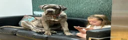 Cane Corso dogs for sale: HANDSOME CANE CORSO PUPPIES - Advert 10