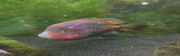 Other/Mixed Breed fish for sale: Oscar and ciclid in Hereford - Advert 5