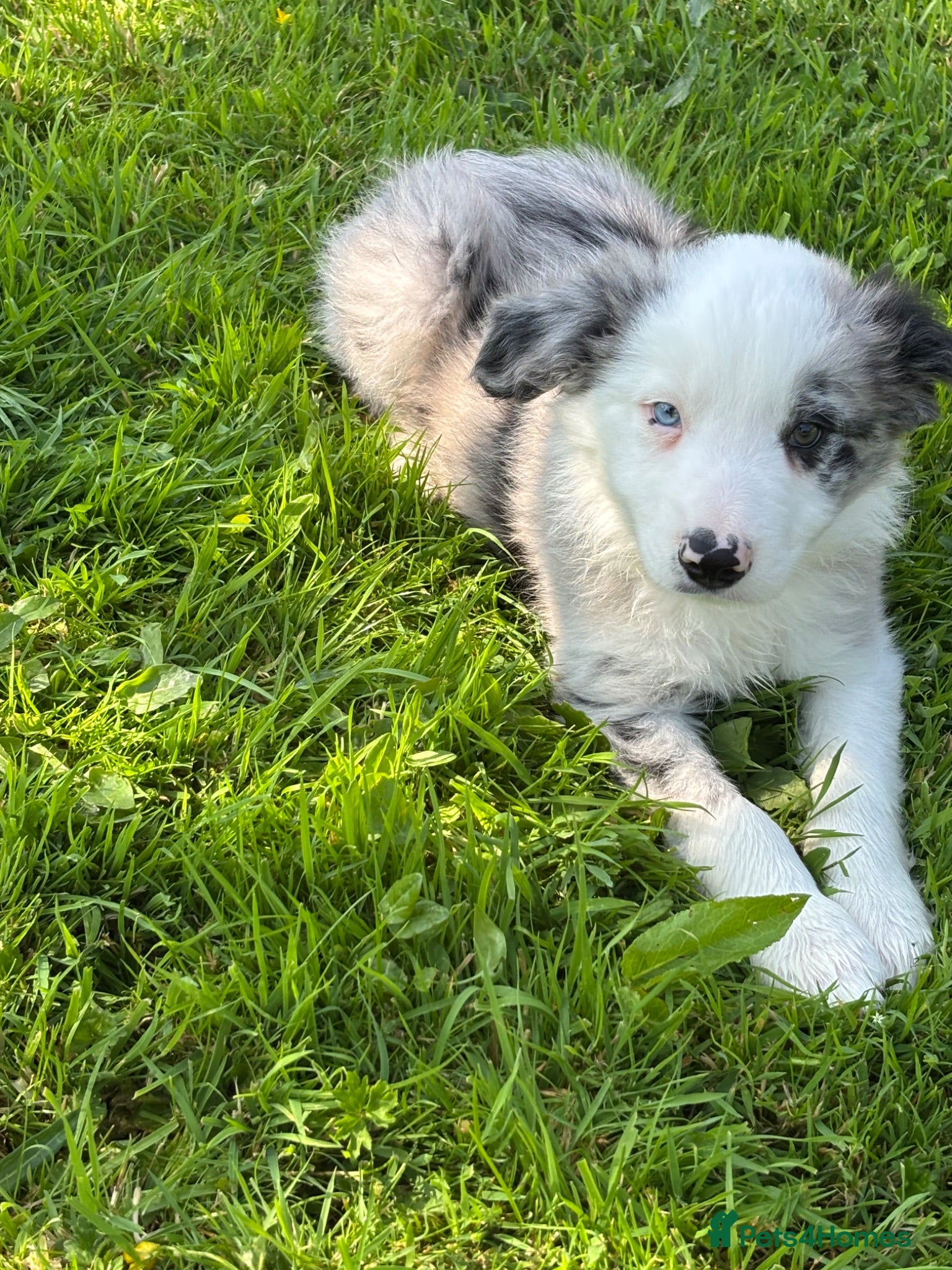 Border Collie dogs Stunning Blue Merle Border Collie Puppies  - Advert 16