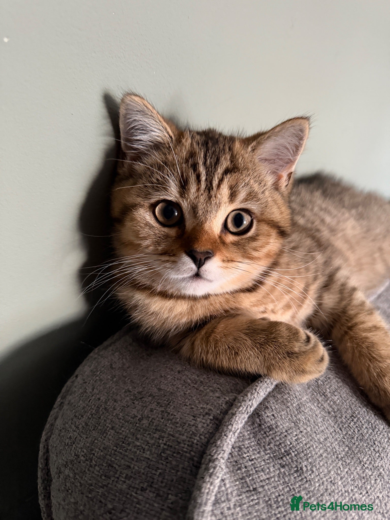 British Shorthair cats *Ready*3 British Shorthair Kittens - Gold/White - Advert 1