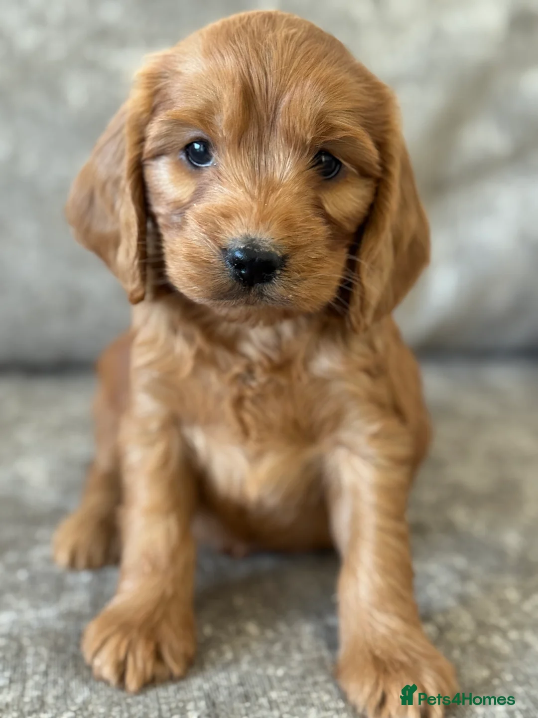 Cockapoo dogs for sale: BEAUTIFUL RED COCKERPOO LITTER  - Advert 23