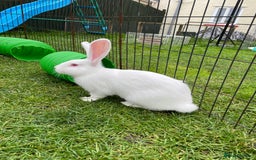 Continental Giant rabbits for sale: 2 male continental giants left - Image 16