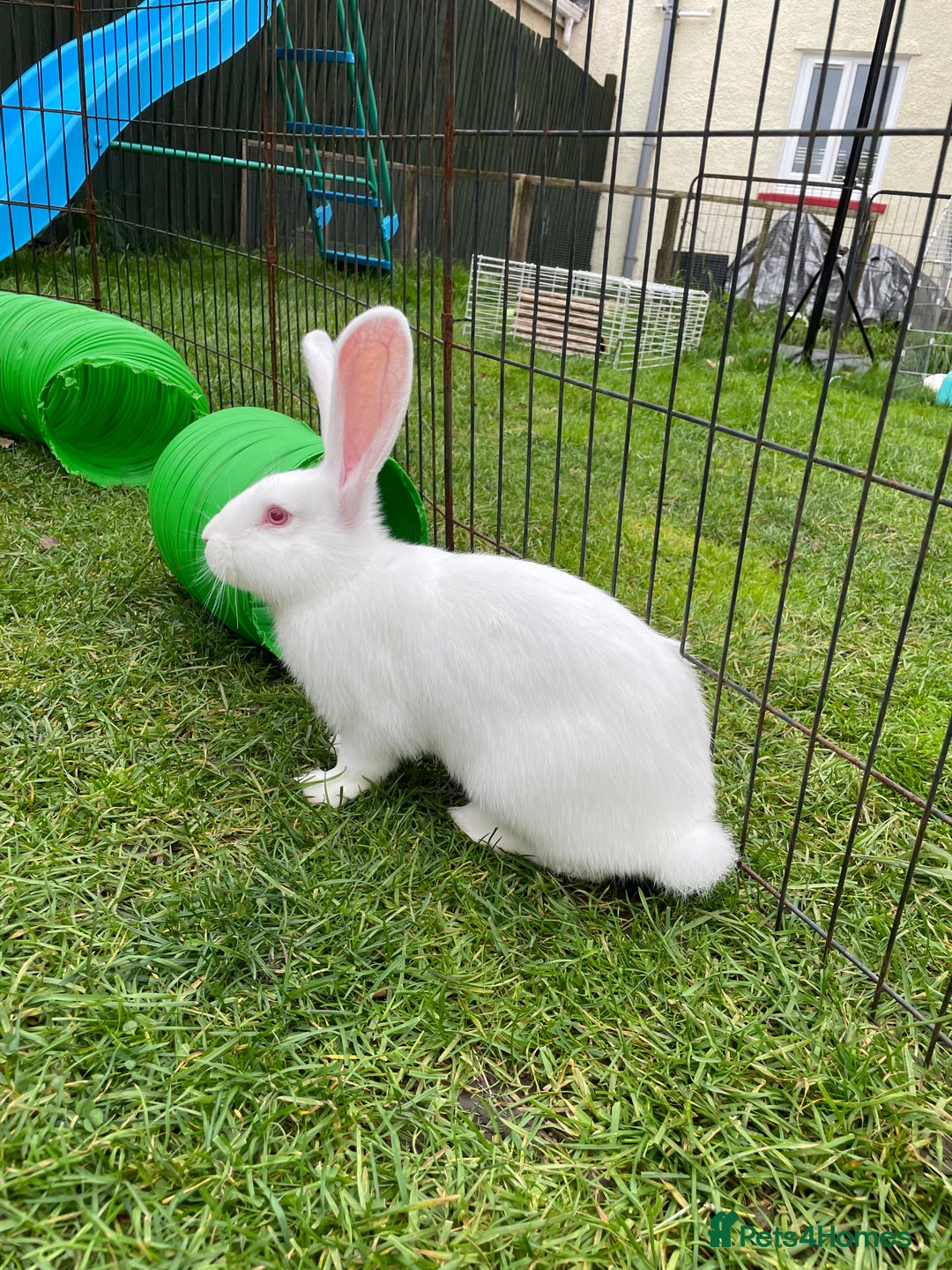 Continental Giant rabbits for sale: 2 male continental giants left - Image 16
