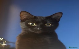 British Shorthair cats for sale: Cat for sale - Image 6