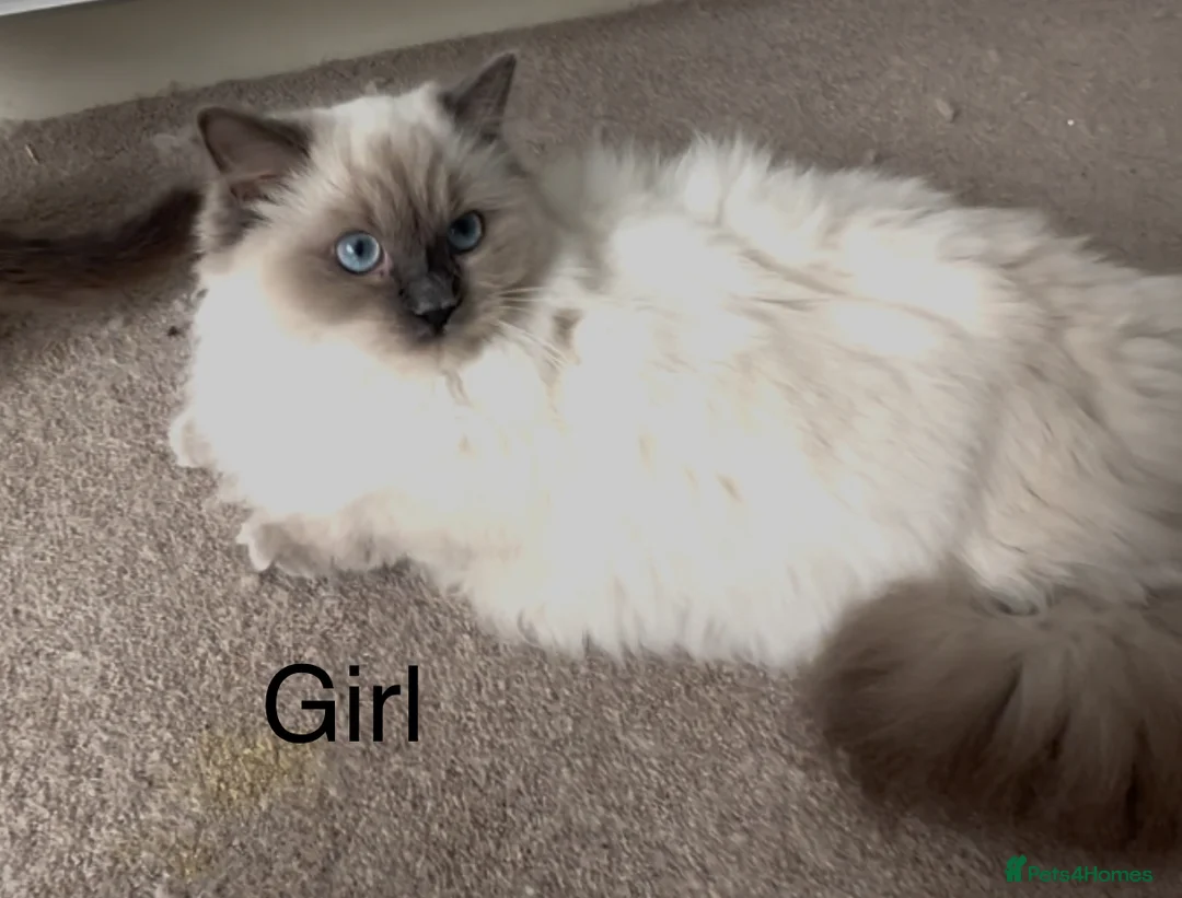 Ragdoll cats for sale: 2 Ragdoll kittens - Advert 4