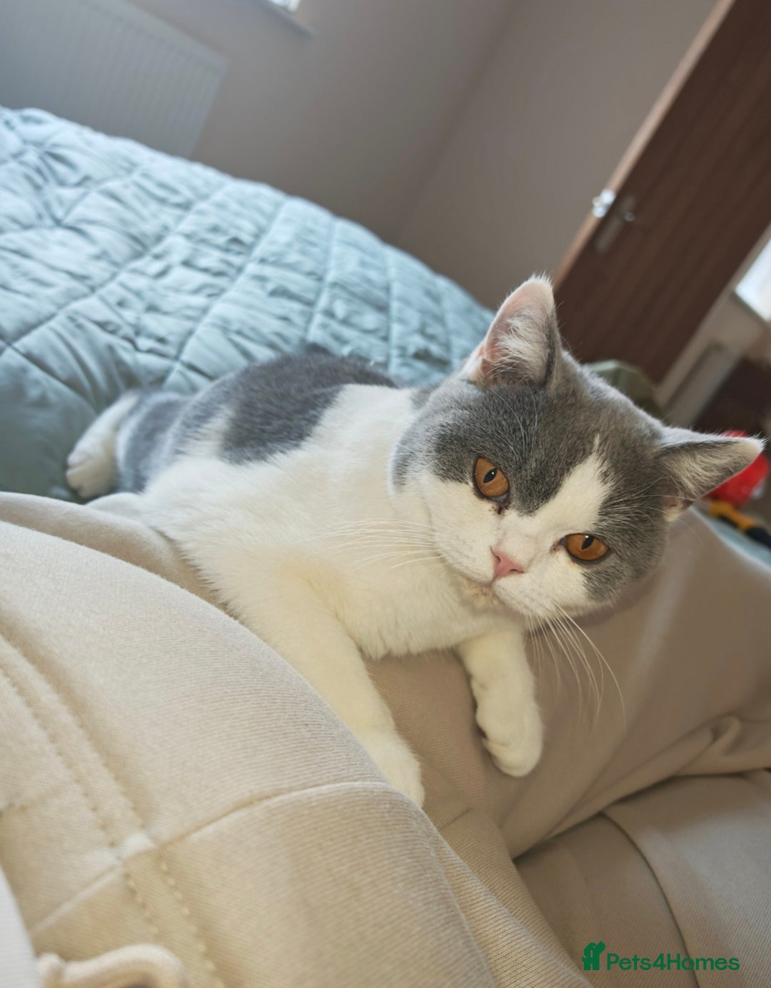 British Shorthair cats for sale: British shorthair  - Advert 3