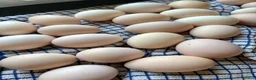 Chickens poultry for sale: Sablepoot Hatching Eggs Mixed Colours - Advert 2