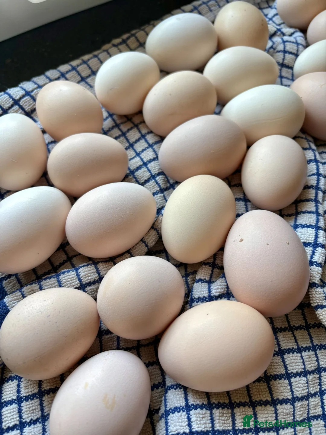 Chickens poultry for sale: Sablepoot Hatching Eggs Mixed Colours - Advert 2