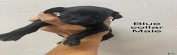 Italian Greyhound dogs for sale: 8 Italian greyhound puppies in Burton-on-Trent - Advert 17