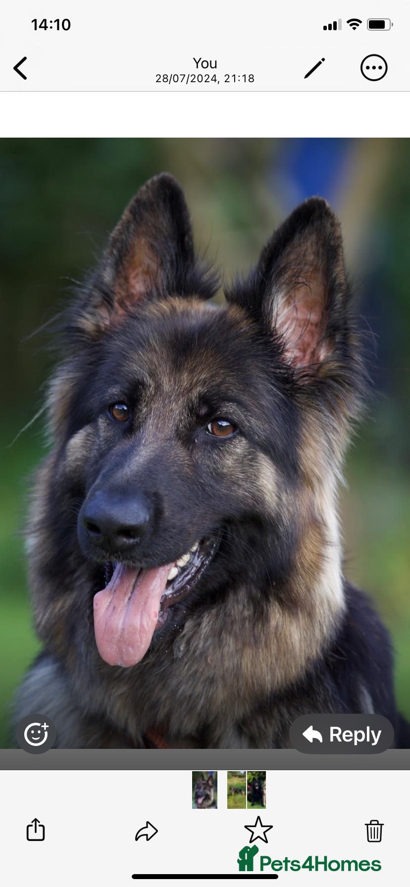 German Shepherd dogs KC German Shepherd puppies- Long established line - Advert 1