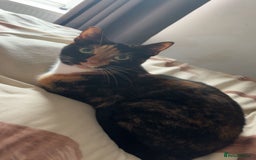 Domestic Shorthair cats for adoption: Rory and Luna - Advert 2