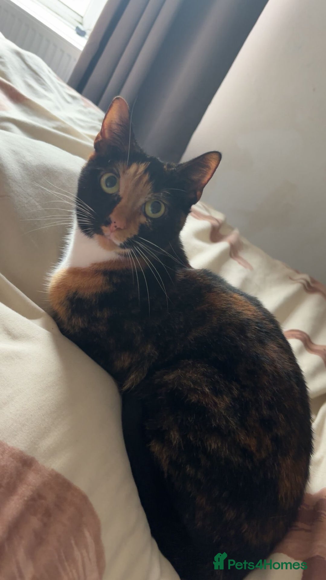 Domestic Shorthair cats for adoption: Rory and Luna - Advert 2