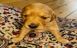 Golden Retriever dogs for sale: Working Golden Retriever Puppies  - Image 13