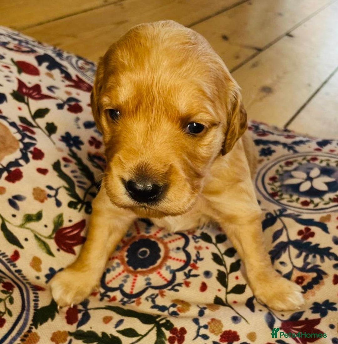 Golden Retriever dogs for sale: Working Golden Retriever Puppies  - Image 13