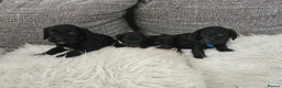 Doxiepoo dogs for sale: Stunning black & white Doxiepoo - Advert 1