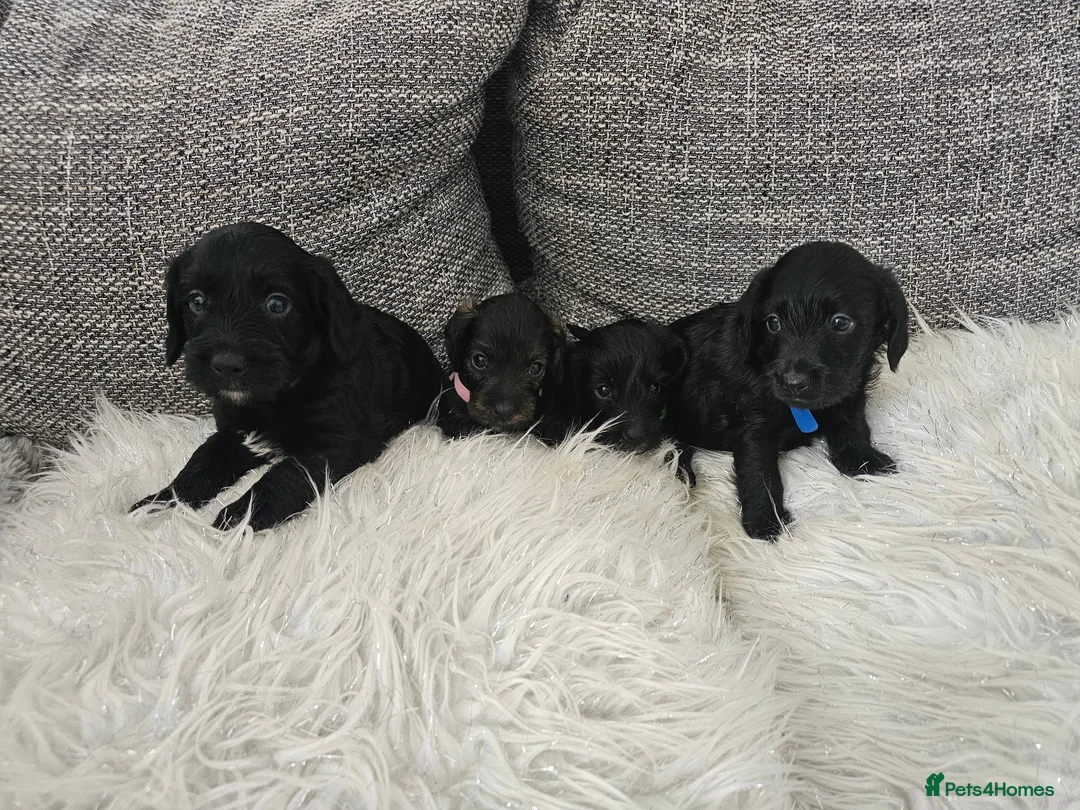 Doxiepoo dogs for sale: Stunning black & white Doxiepoo - Advert 1