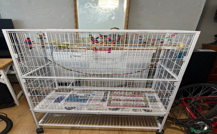 Parakeets birds - Advert 16