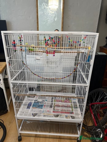 Parakeets birds - Advert 12