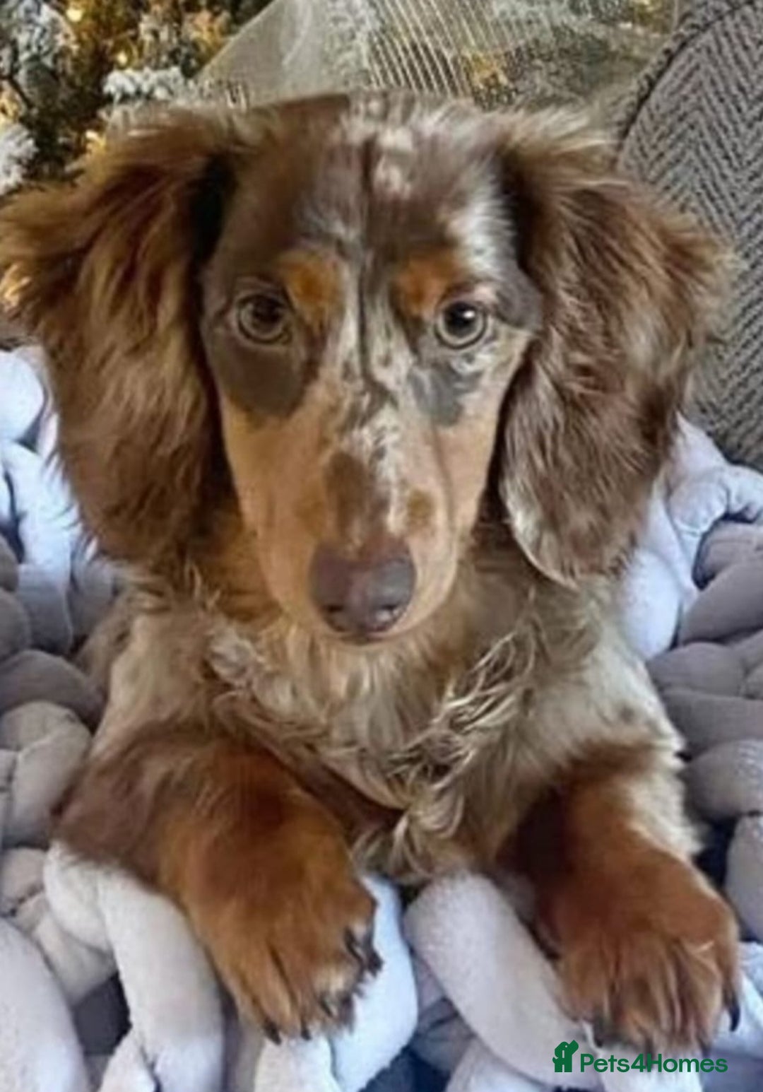 Miniature Dachshund dogs for sale: KC Long-Haired Miniature Puppies - Advert 7