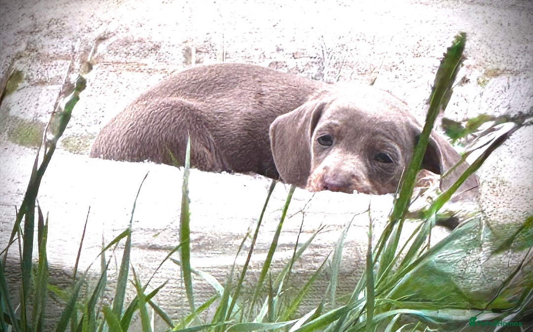 Miniature Dachshund dogs for sale: Beautiful Isabella dachshund puppies - Image 27