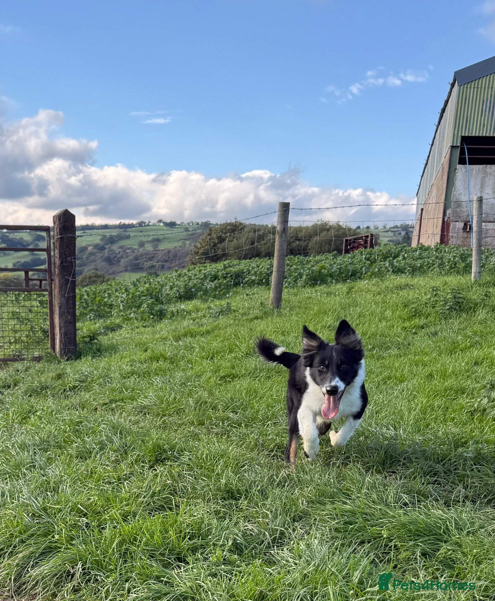 Border Collie dogs 🐾 Beautiful Border Collie Pup (Bet)  🐾 - Advert 1