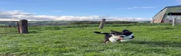 Border Collie dogs for sale: 🐾 Beautiful Border Collie Pup (Bet)  🐾 - Advert 1