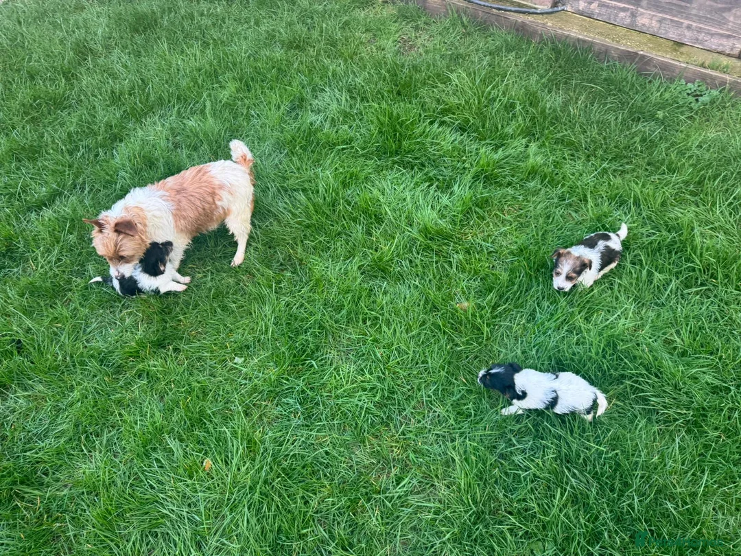 Jack Russell dogs for sale: 3 male tricolour long haired jackrussel puppies  - Advert 15